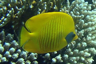 Chaetodon semilarvatus - Masken-Falterfisch (Maskarill-Falter, Maskarill-Masken-Falterfisch)